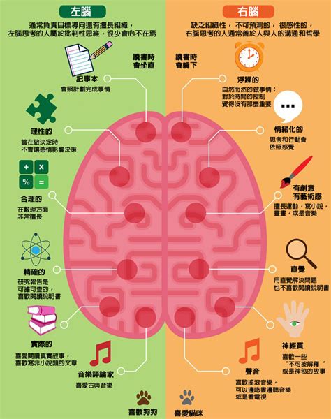 右腦適合工作|你了解右腦？右腦與左腦有什麼不同呢？明確右腦的各。